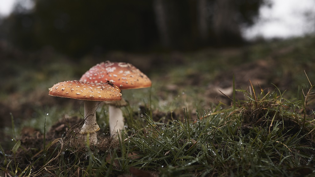 mushroom in canada